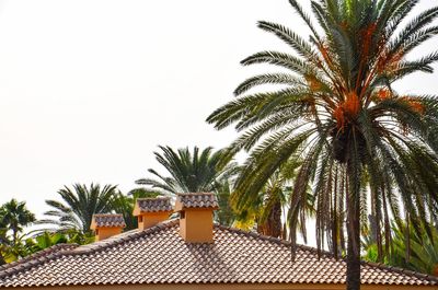Palm trees against clear sky