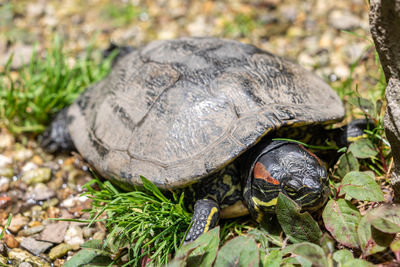 Close-up of turtle on field