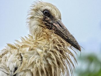 Close-up of a bird against the sky