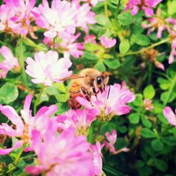 Close-up of bee pollinating on pink flower