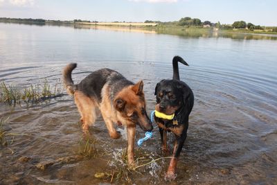 Playful dogs standing in lake