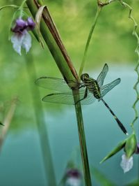 Close-up of insect on plant