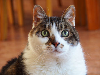 Close-up portrait of cat