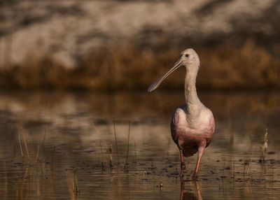 Close up of bird.