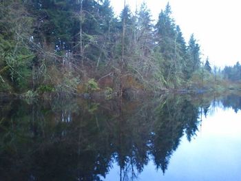 Reflection of trees in water