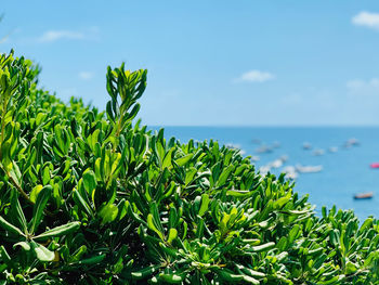 Plants by sea against sky