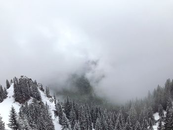 Pine trees on snowcapped mountains against sky