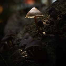 Close-up of mushroom growing on field