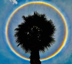 Low angle view of palm tree against rainbow