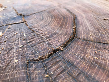 Detail shot of a tree stump