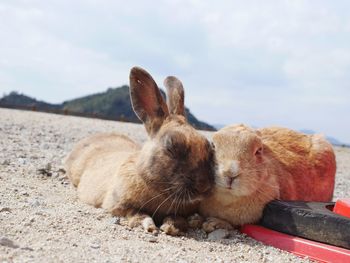 Close-up of rabbits sleeping on sand against sky