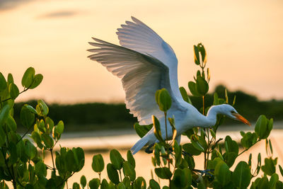 Close-up of bird flying against sky