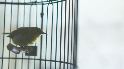 Close-up of bird perching in cage against sky