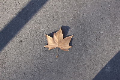 High angle view of maple leaf on road