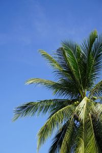 Low angle view of palm tree against clear blue sky