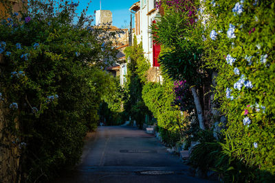 Empty walkway amidst plants