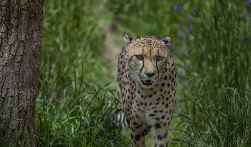 Close-up of leopard walking in forest