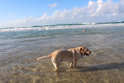 Dog on beach