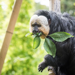 Close-up of monkey with leaves in mouth on tree