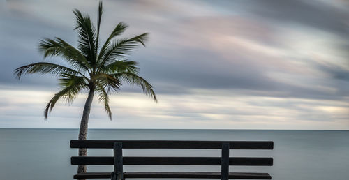 Palm tree by sea against sky