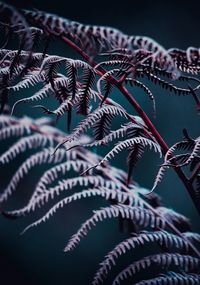 Low angle view of fern leaves