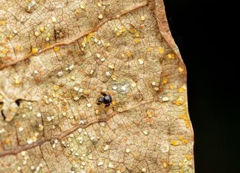 Close-up of insect over black background