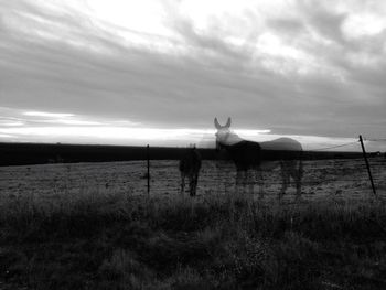 Horses on field by sea against sky