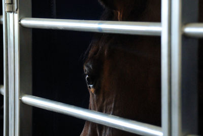 Close-up of a horse in stable