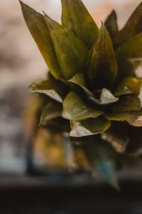 Close-up of pineapple