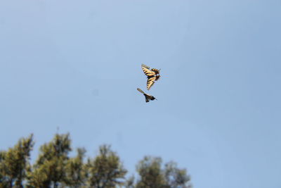 Low angle view of butterflies flying against clear blue sky