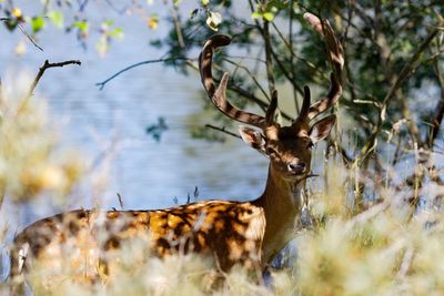 Portrait of deer