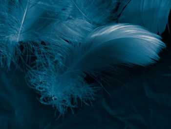 Close-up of feather against sea