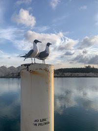 Seagull in quarantine love