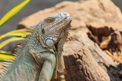 Close-up of lizard