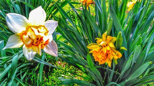 Close-up of yellow flowering plant