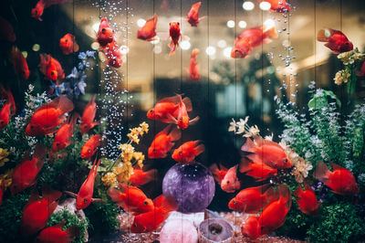 View of fish swimming in tank