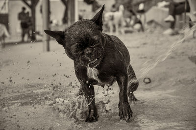 Dog standing on field