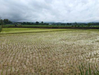 Scenic view of field against sky