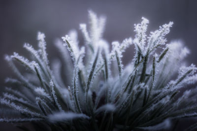 Close-up of plants