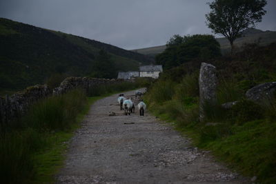 Rear view of horse walking on road