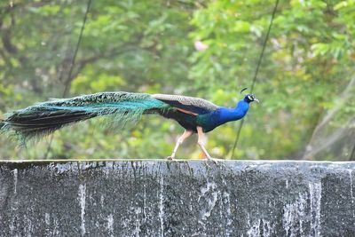 Side view of a bird flying against the wall