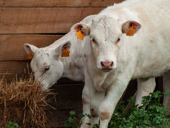 Portrait of cow