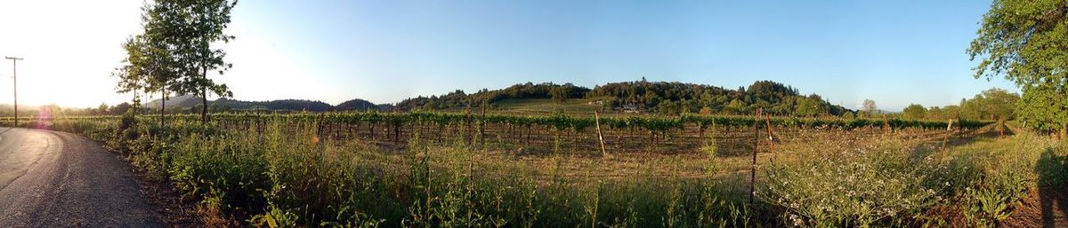 Panoramic view of flower trees against sky
