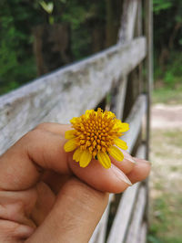 Close-up of hand holding yellow flower