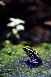 Close-up of frog on rock