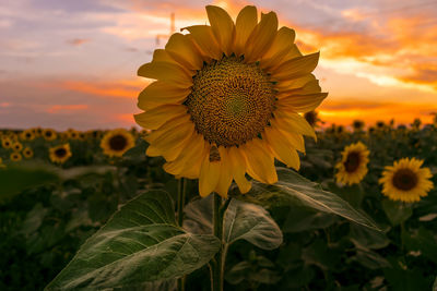 Close-up of sunflower blooming on field against sky