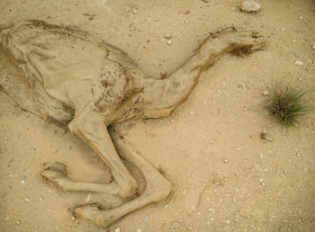 Aerial view of sand