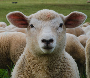 Close-up portrait of sheep