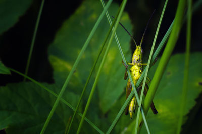 Close-up of insect on grass