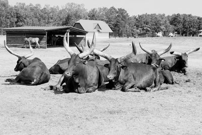 View of sheep on field